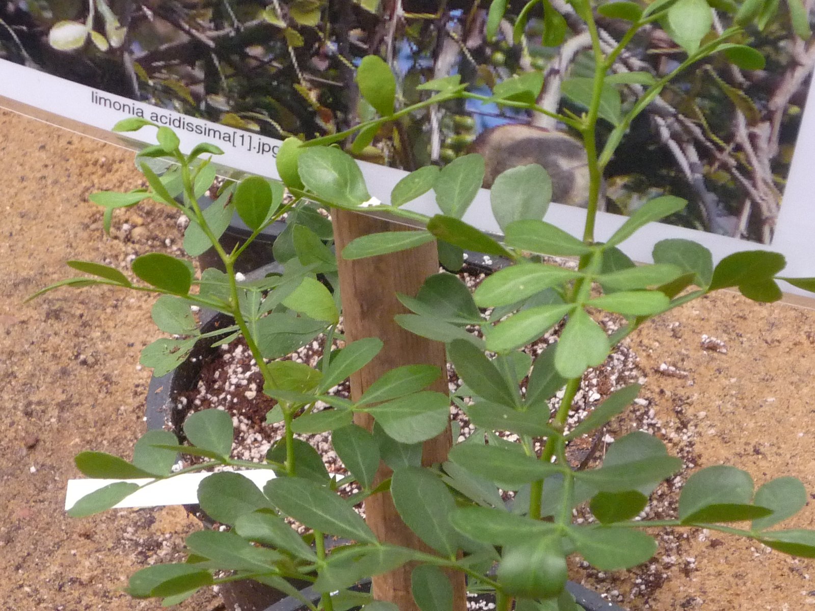 Limonia acidissima - Mazhar Botanic Garden