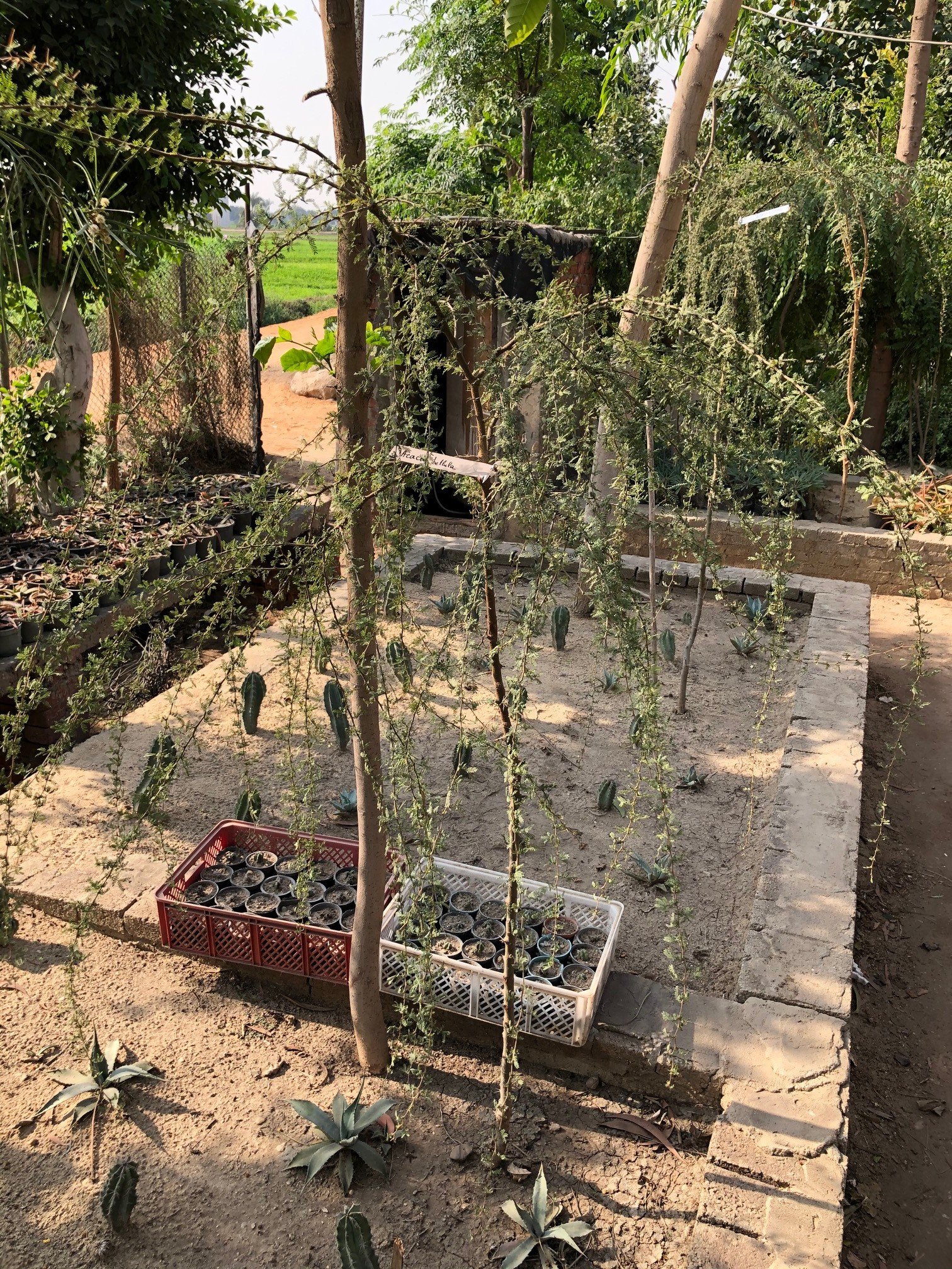 Acacia bellula - Mazhar Botanic Garden
