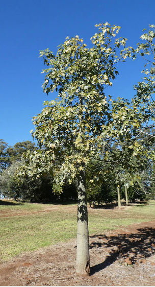 Brachychiton australis