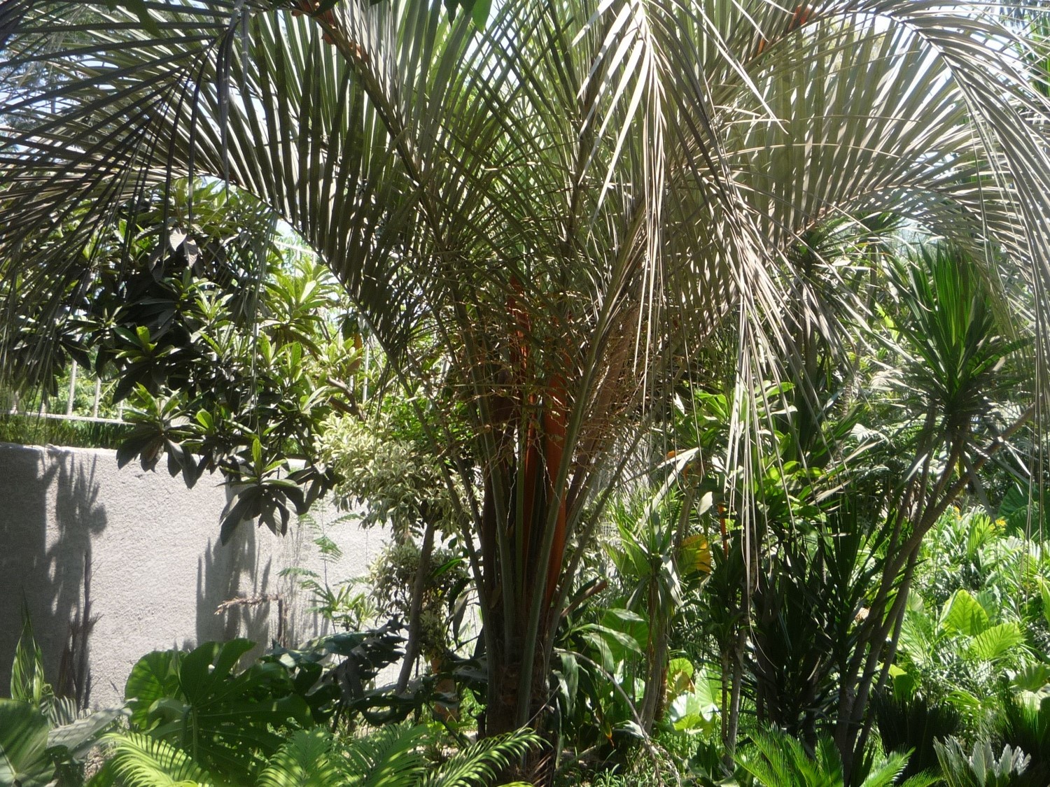 Butia capitata