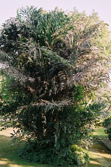 Caryota mitis