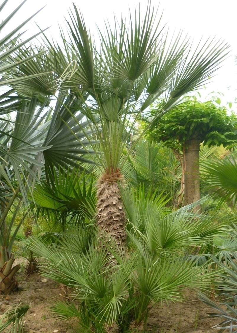 Chamaerops humilis