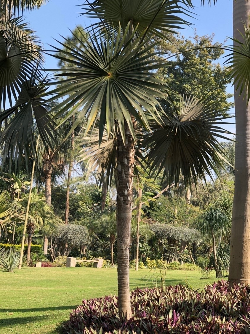 Cocothrinax argentata