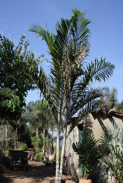 Dypsis cabadae