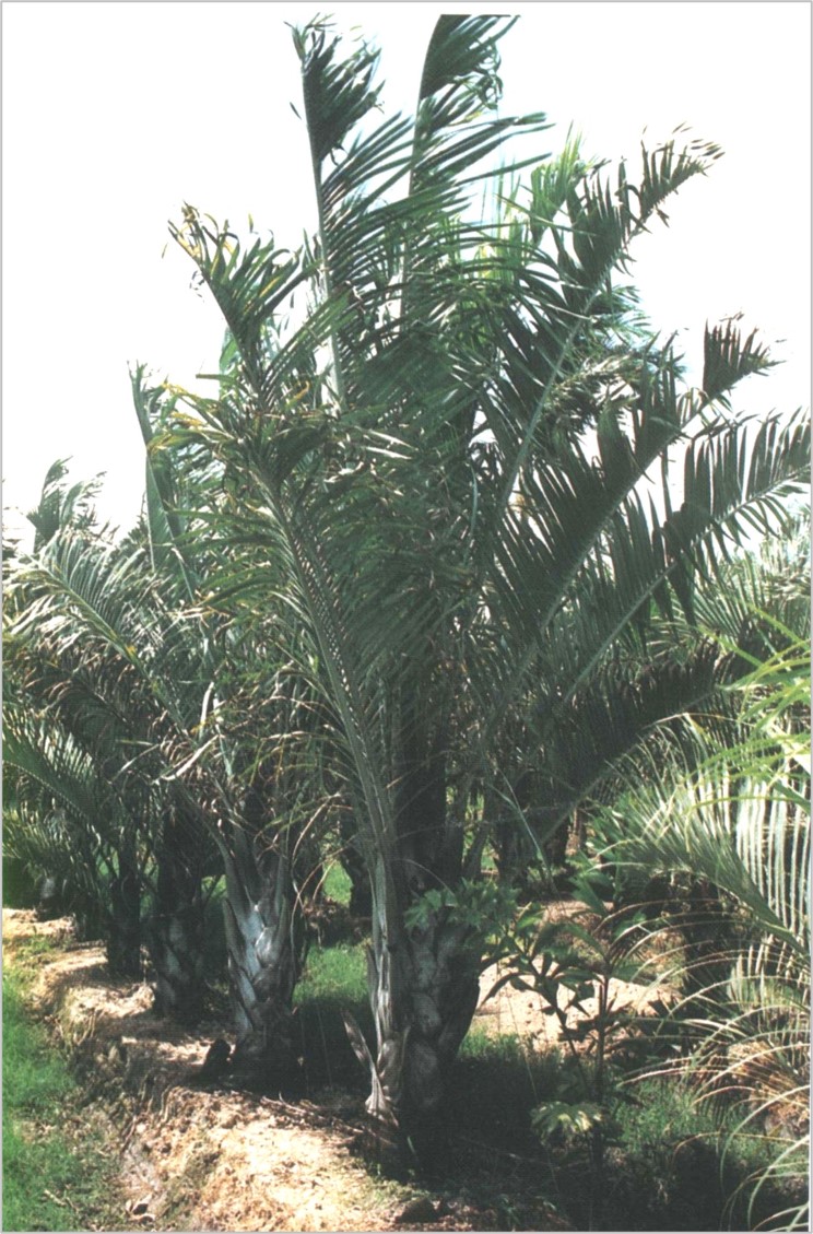 Dypsis decaryi