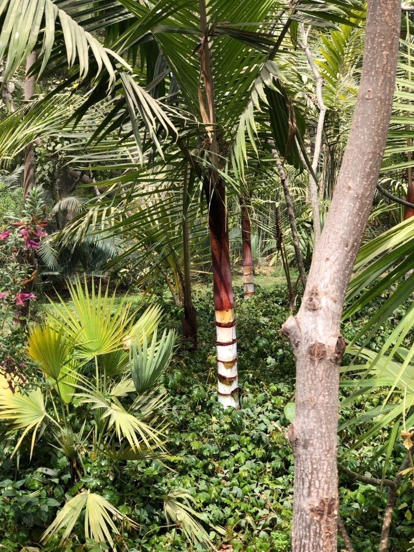 Dypsis leptocheilos