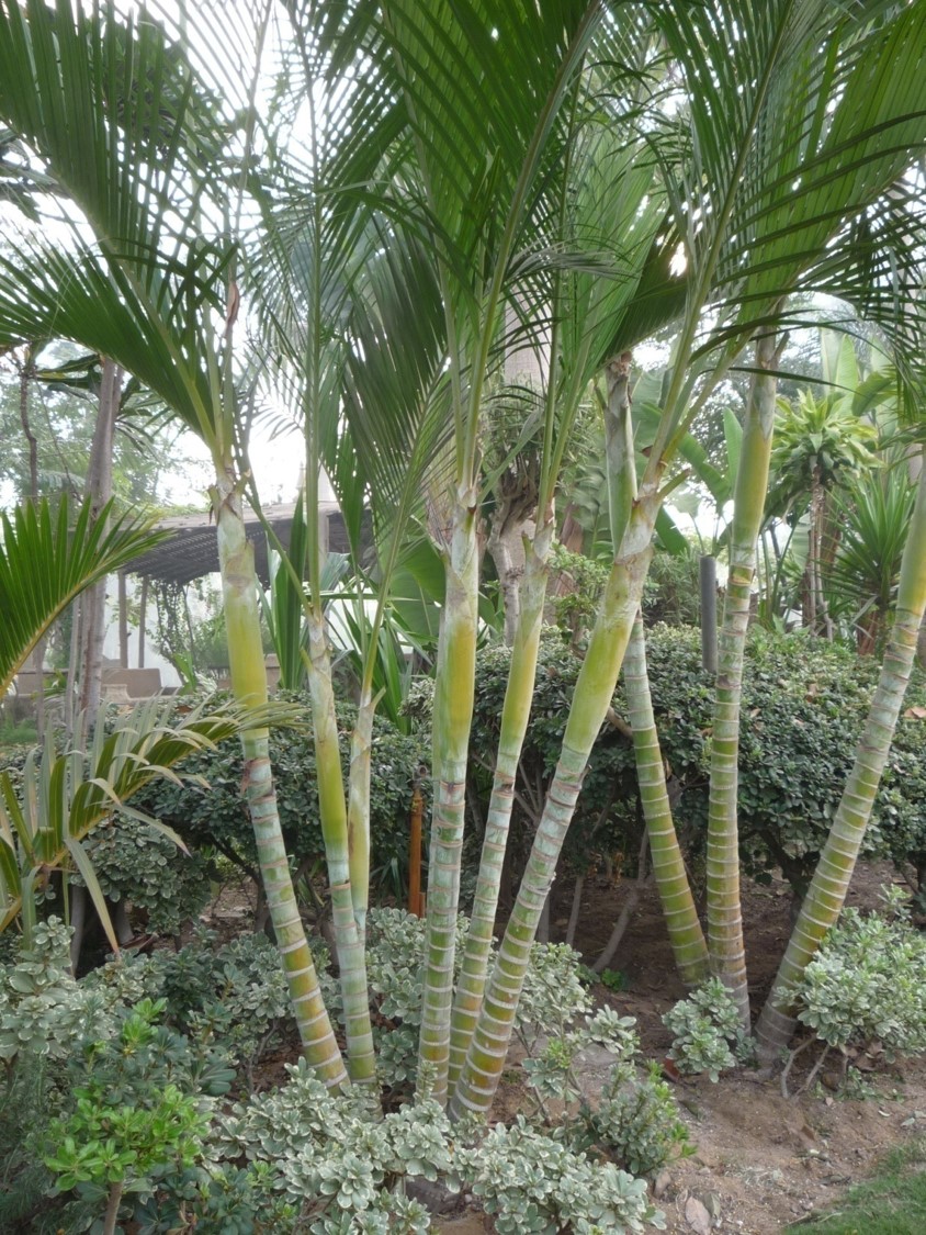 Dypsis lutescens