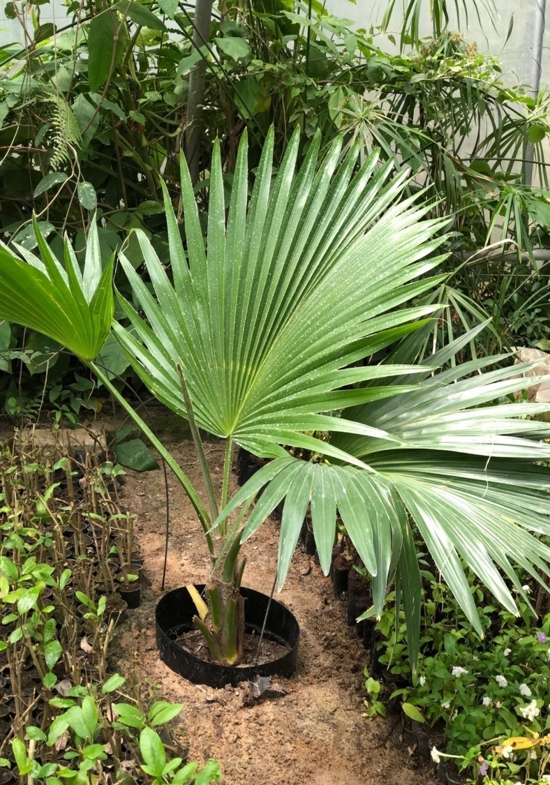 Pritchardia glabrata