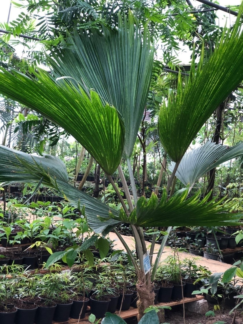 Pritchardia hillebrandii