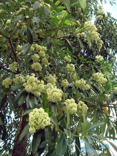 Alstonia scholaris