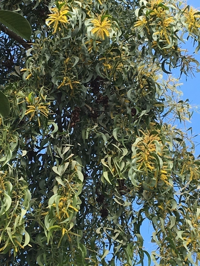 Acacia auriculiformis