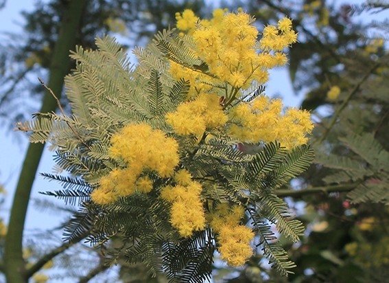 Acacia dealbata