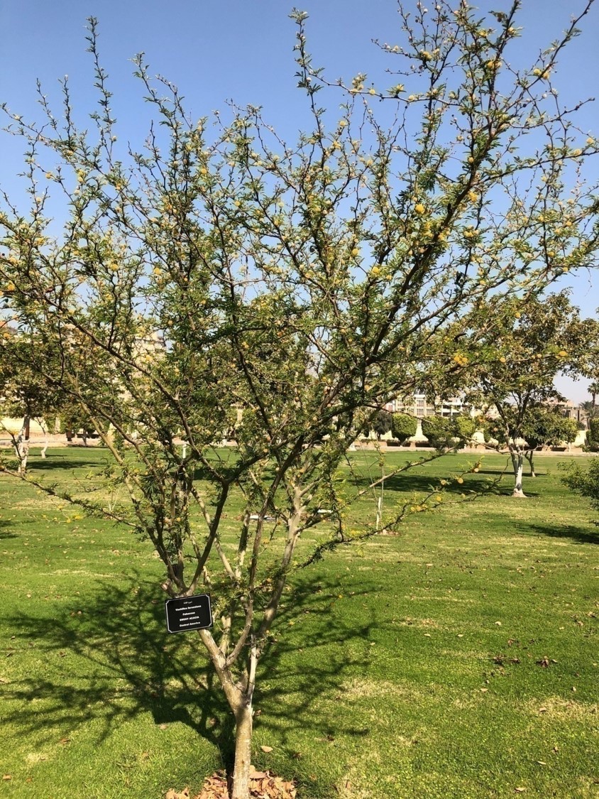 Vachellia farnesiana