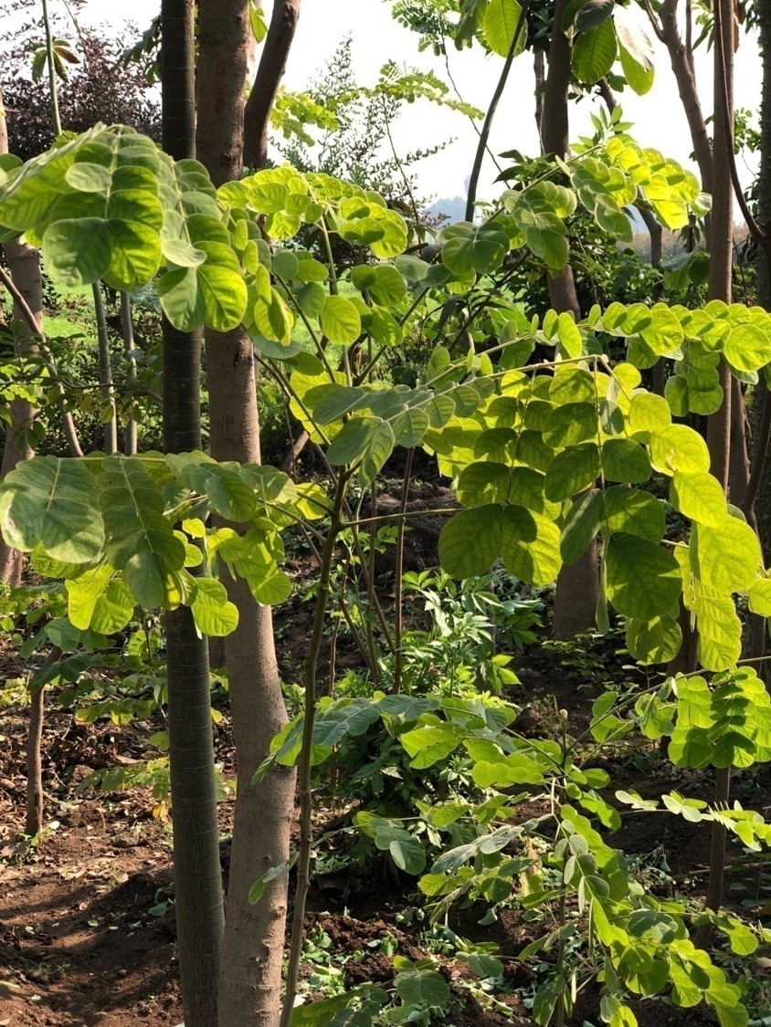 Albizia guachapele