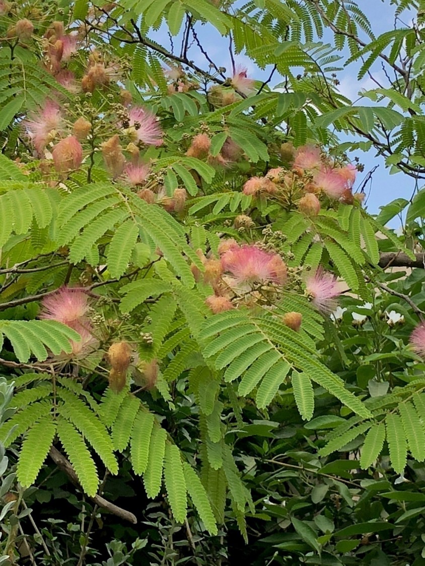 Albizia julibrissin