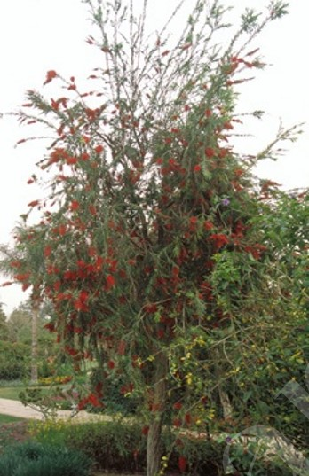 Melaleuca citrina