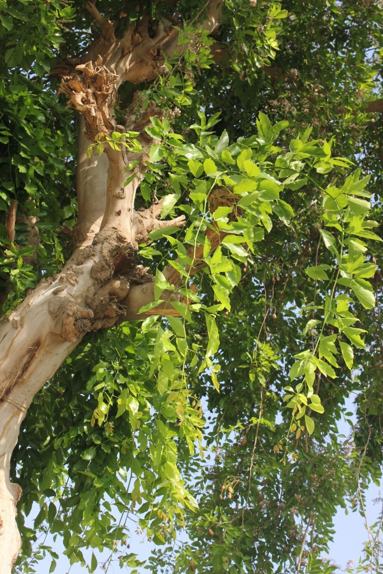 Millettia pinnata