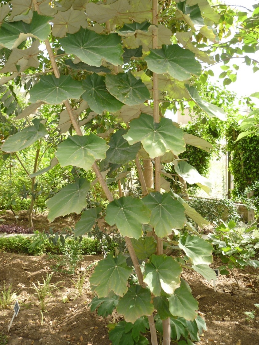 Pterospermum acerifolium