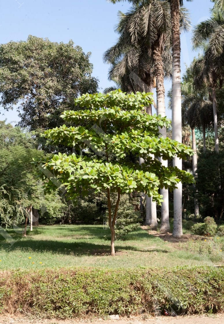 terminalia catappa