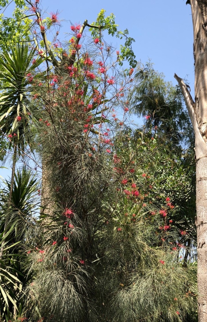 Grevillea johnsonii