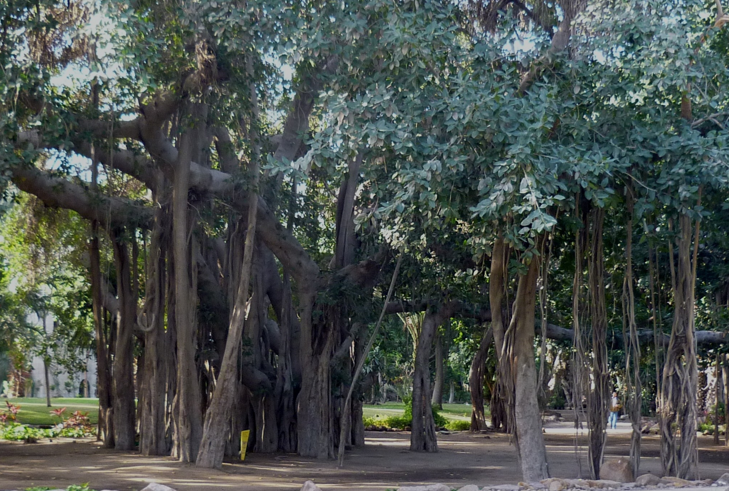 Ficus benghalensis