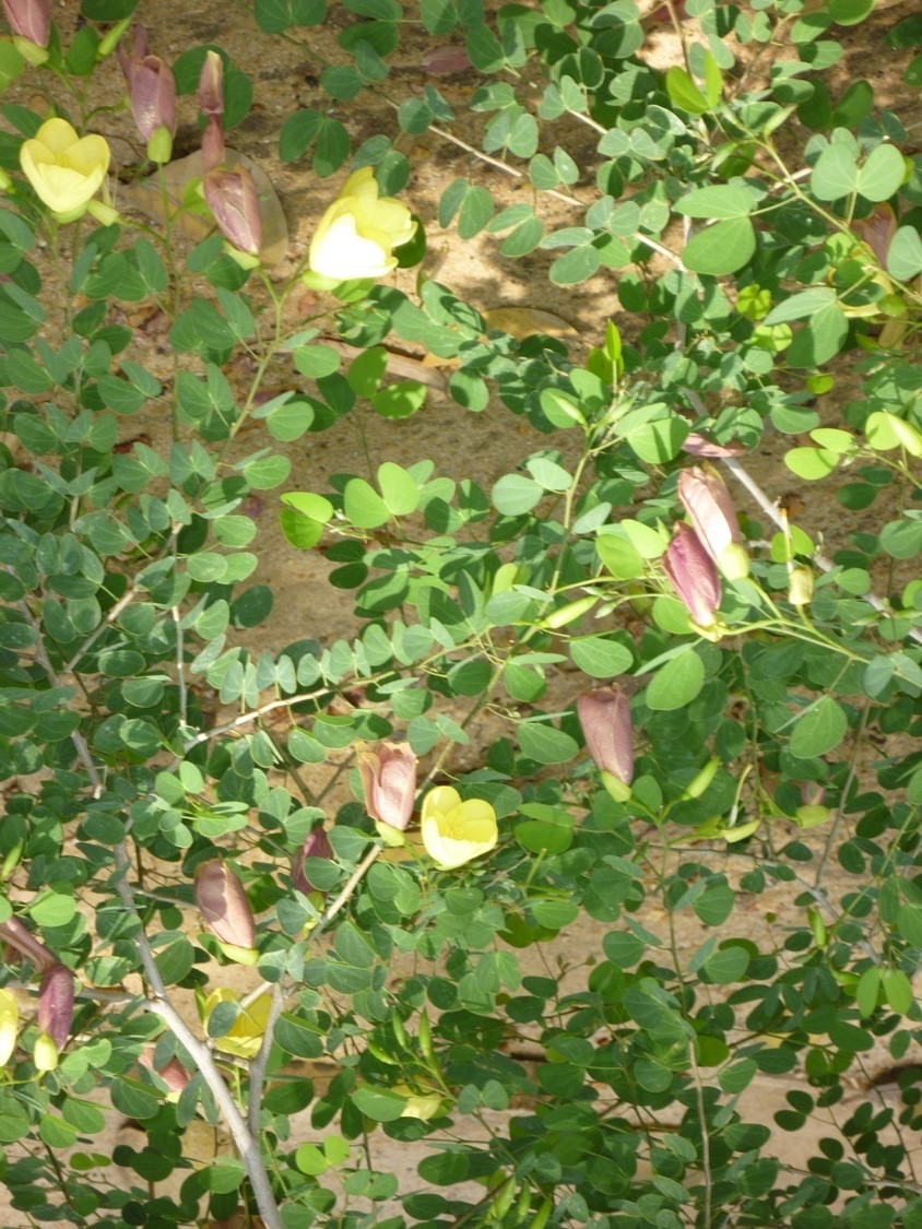 Bauhinia tomentosus