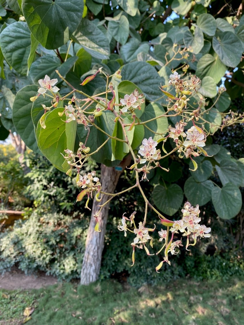 Bauhinia roxburghiana