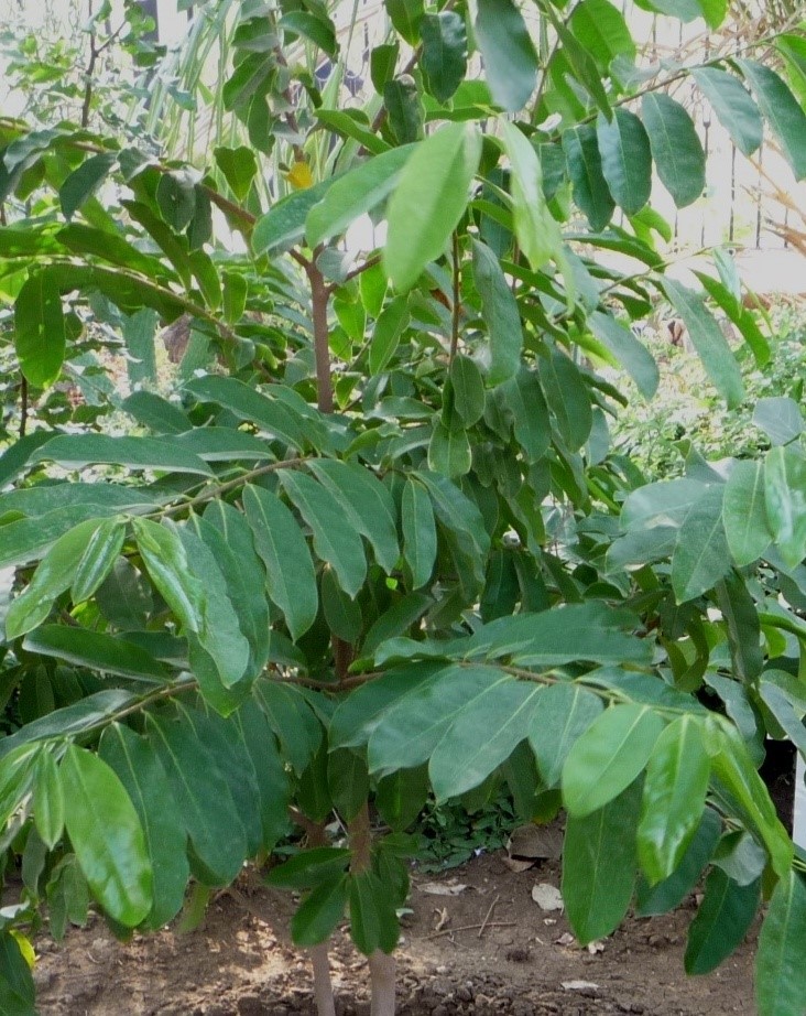 Annona muricata