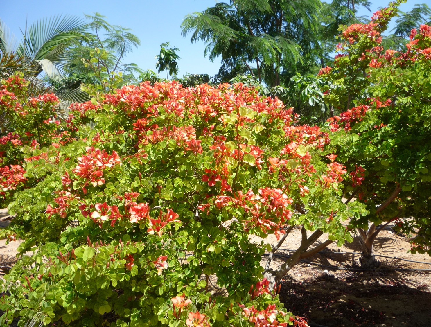 Bauhinia galpinii