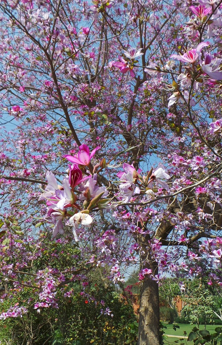 Bauhinia variegata