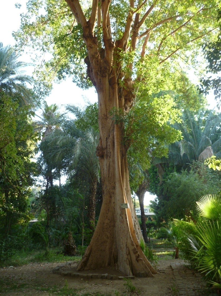 Bombax ceiba