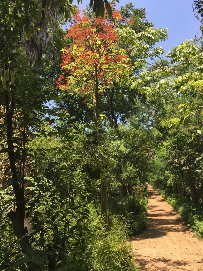 Brachychiton acerifolius