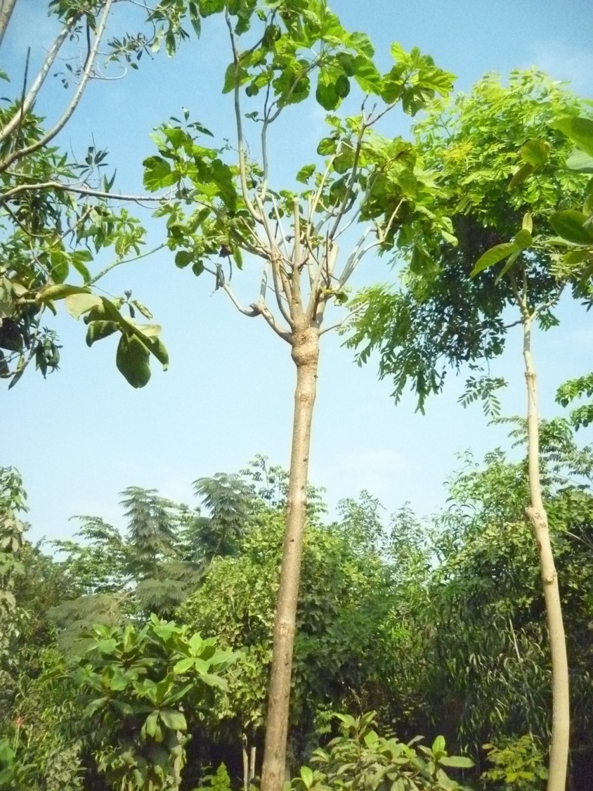 Catalpa bignonioides