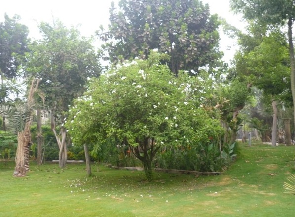 Cordia boissieri