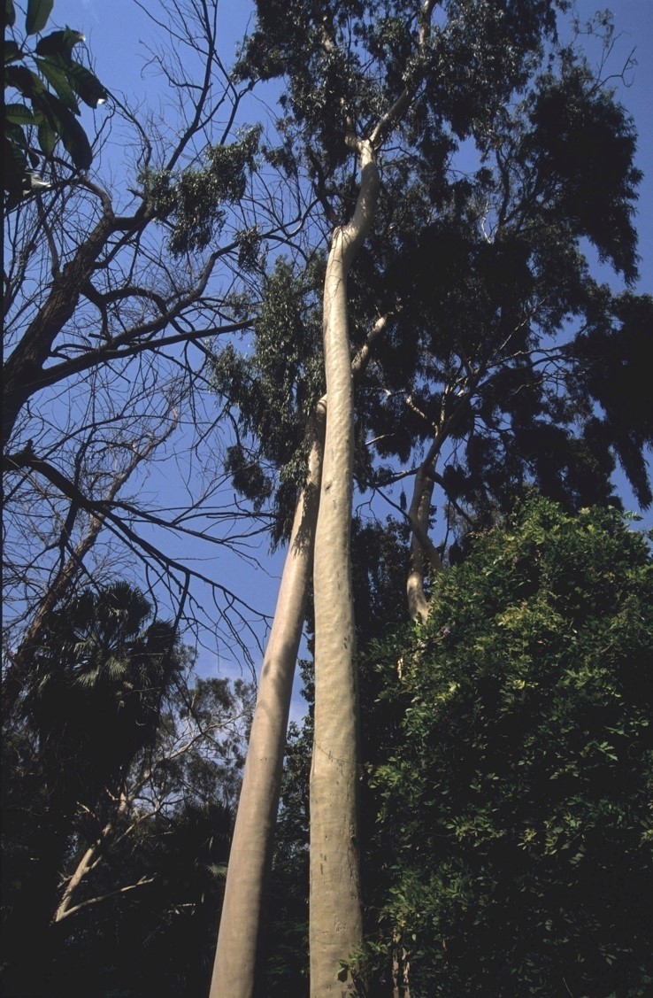 Corymbia citriodora