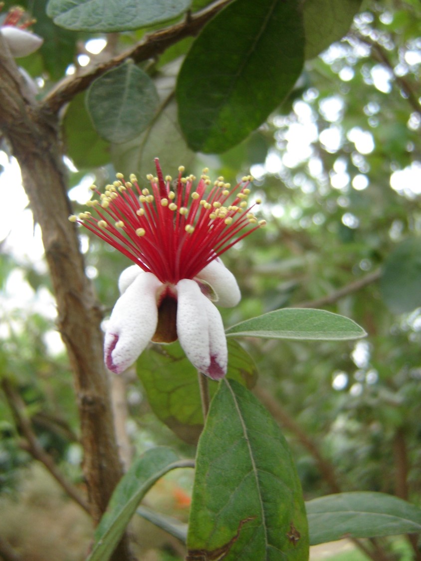 Feijoa sellowiana