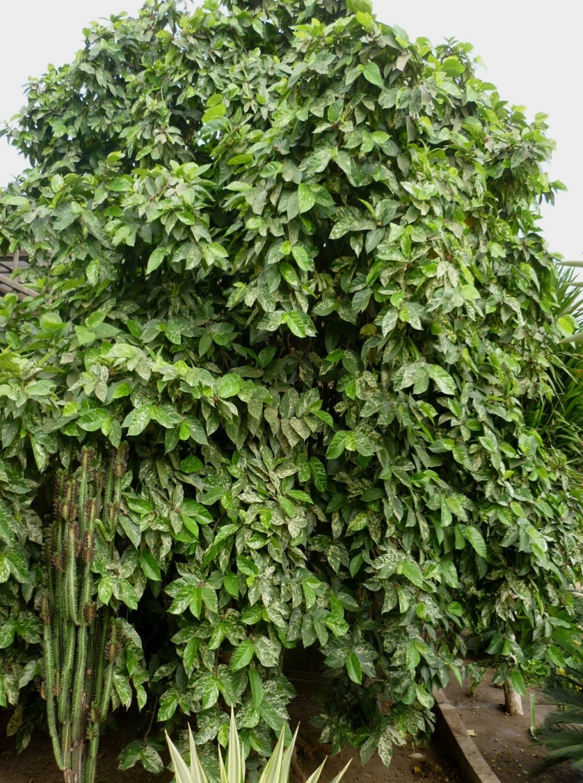 Ficus aspera