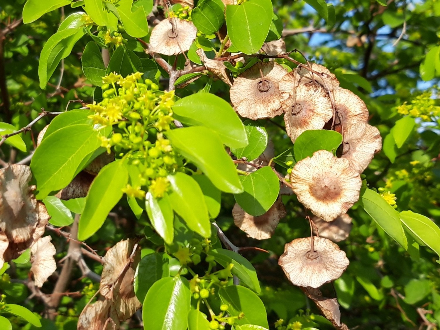 Paliurus spina-Christi