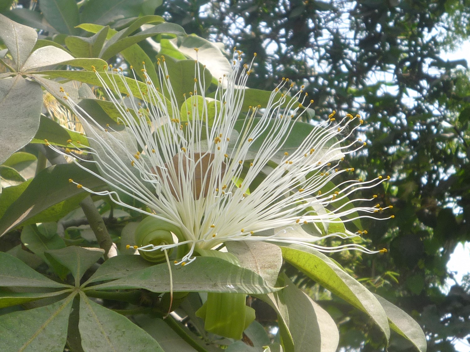 Pachira glabra