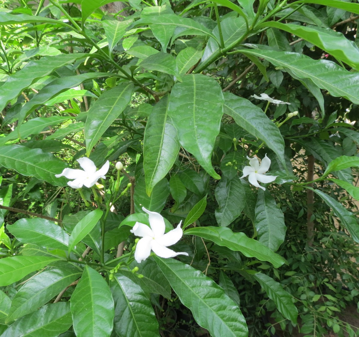 Tabernamontana pandacaqui