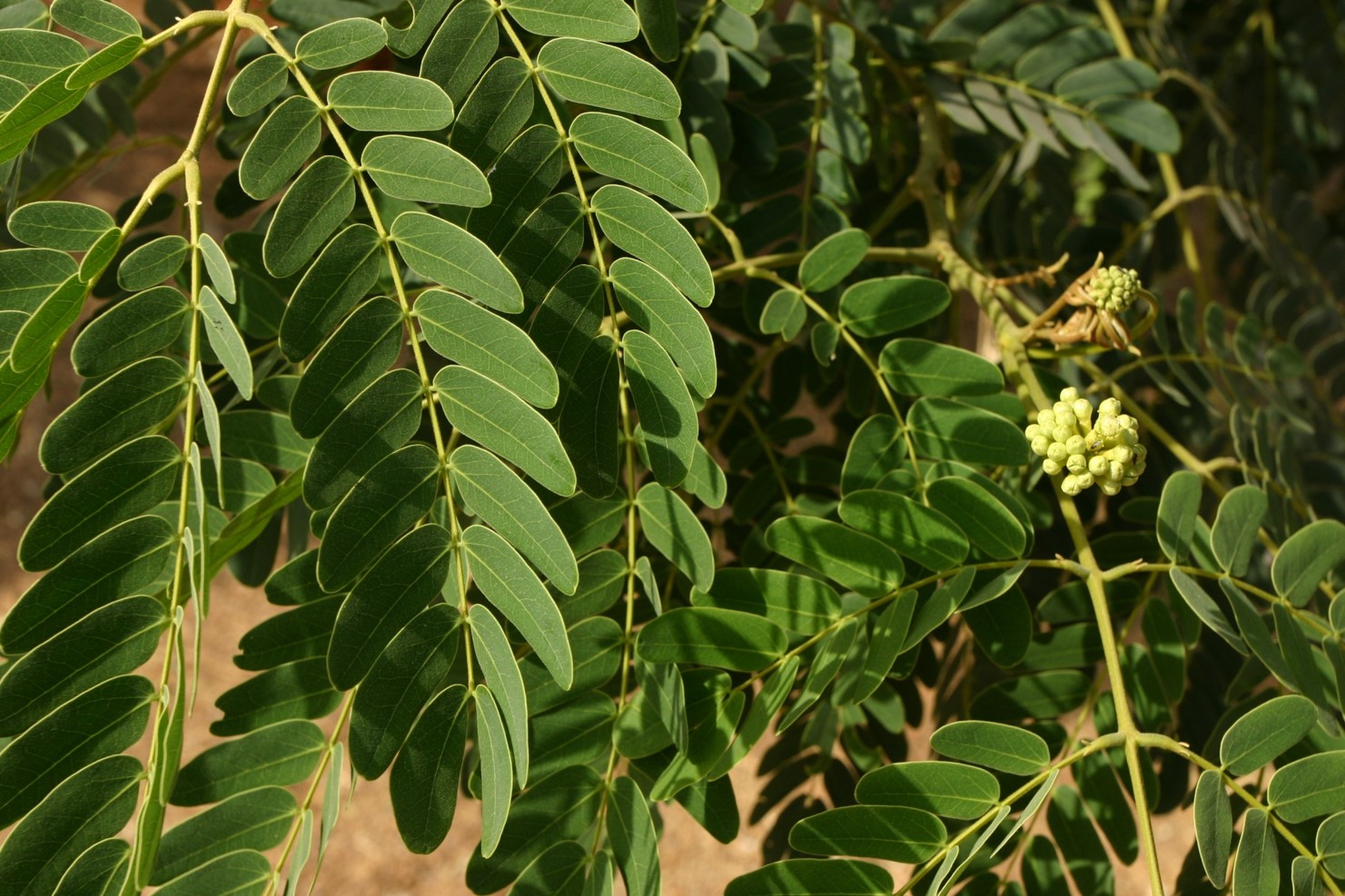 Albizia lebbeck