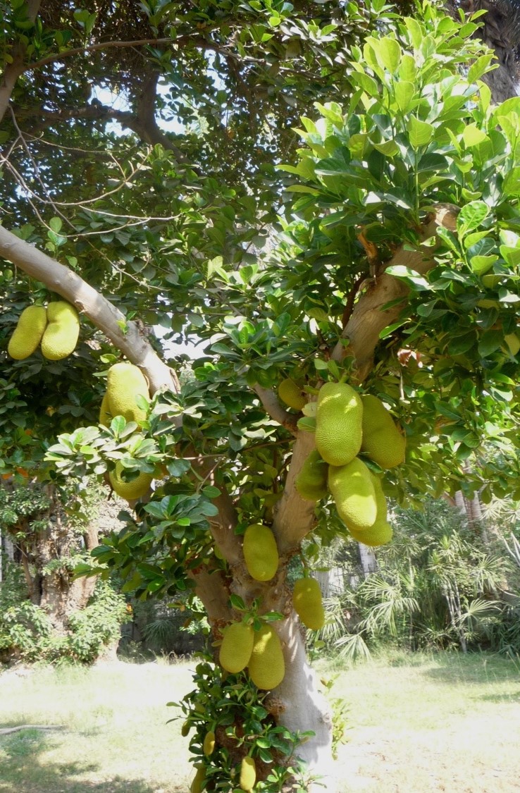 Artocarpus heterophyllus