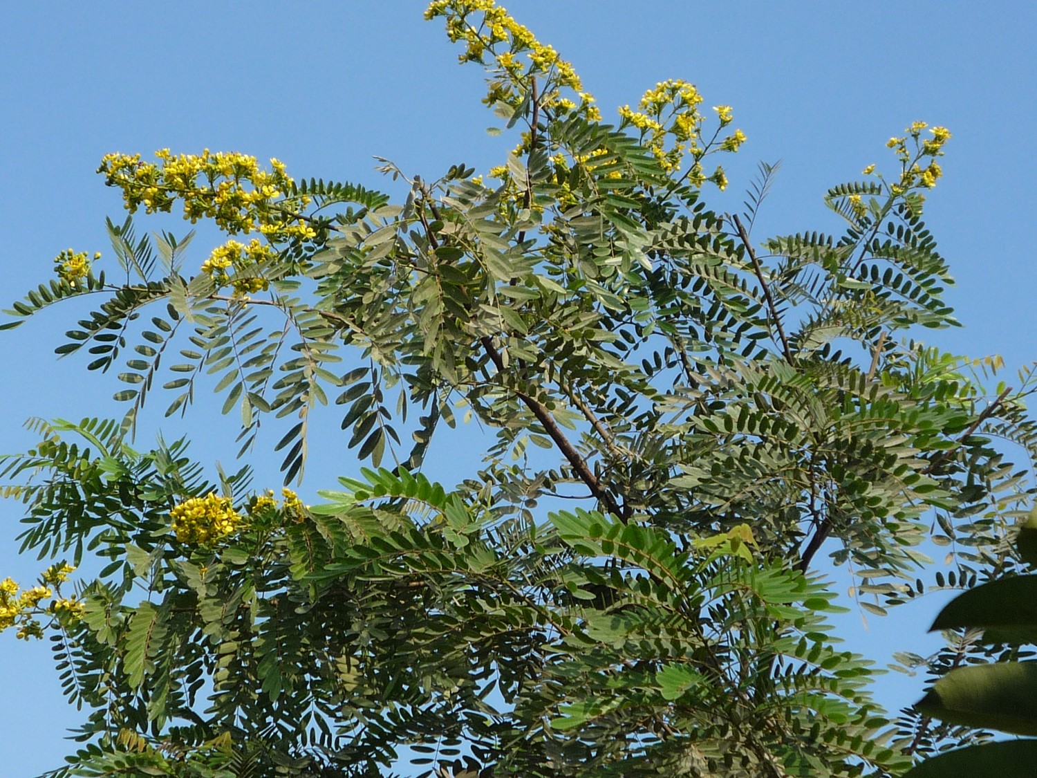 Senna siamea