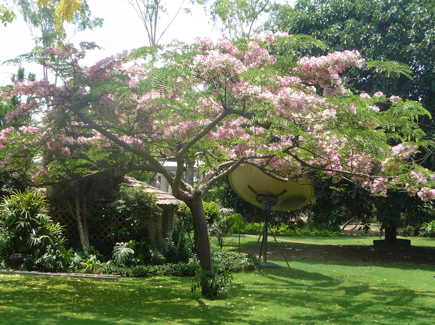 Cassia javanica subsp. nodosa