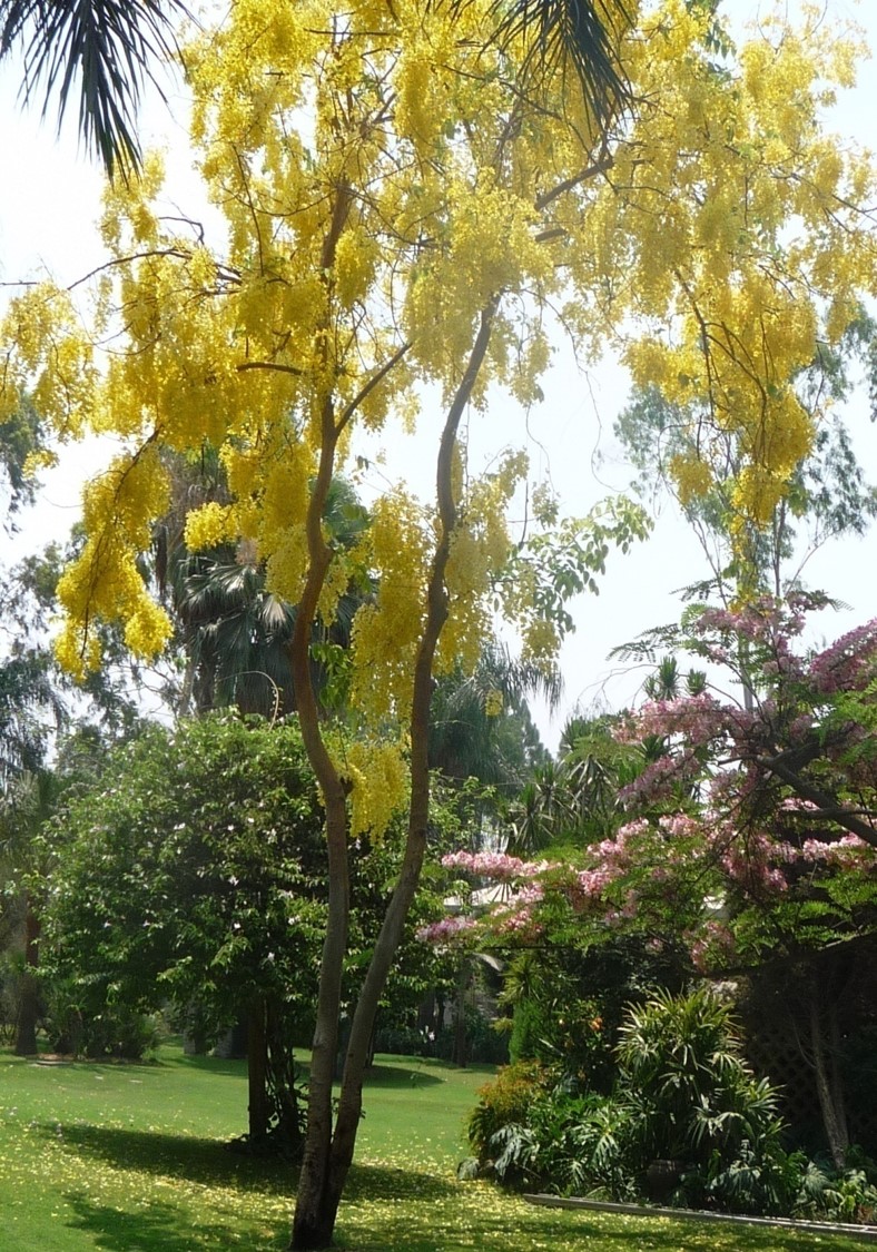 Cassia fistula