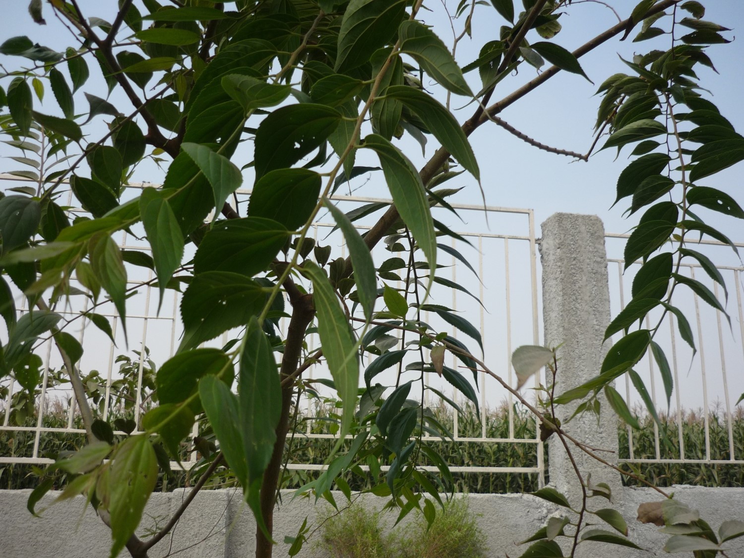 Celtis australis