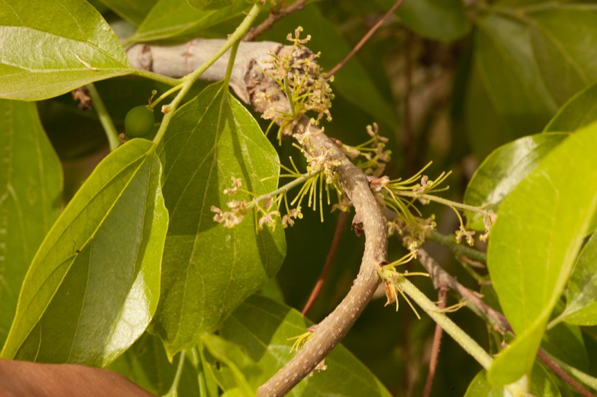 Celtis sinensis