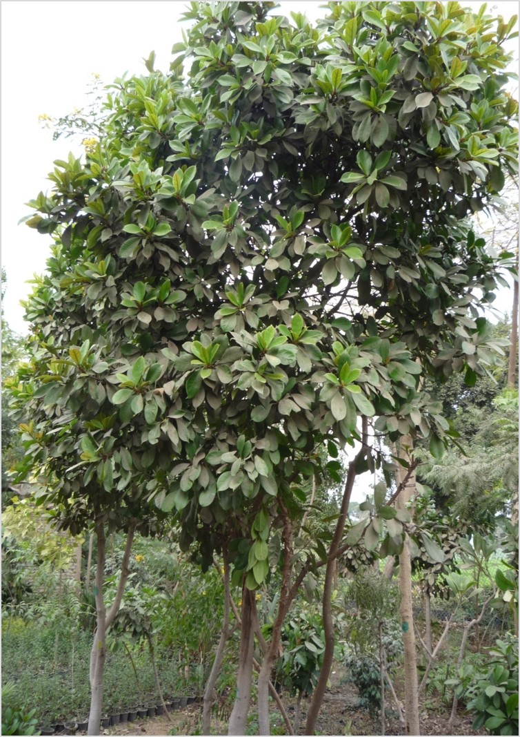 Ficus cyathistipula