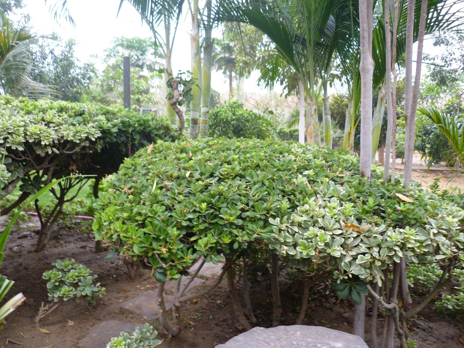 Pittosporum tobira