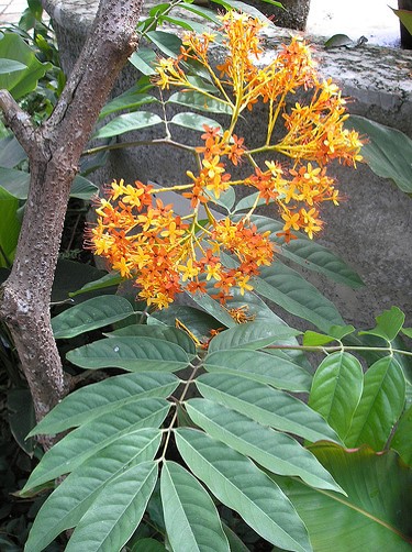 Saraca declinata